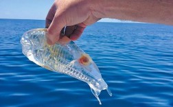 透明软软的海鲜是什么？