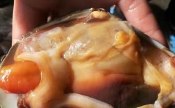 海鲜天鹅贝有何营养价值？