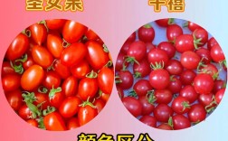 圣女果和海鲜同食会中毒吗？间隔多久吃安全？