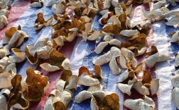 宝宝咳嗽怎么用陈皮核桃？