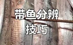 带鱼属于河鲜还是海鲜？