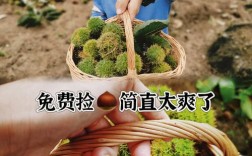 11月宝宝能吃板栗吗？会过敏或难消化吗？