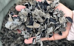 10个月宝宝辅食木耳