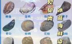 海鲜贝壳名字大全图片