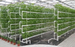 家常无土栽培蔬菜技术，怎么在家轻松上手？