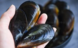 黑色贝壳海鲜叫什么？