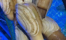 环球海鲜象拔能生吃吗？