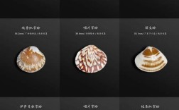 海鲜贝类图片及名称有哪些？