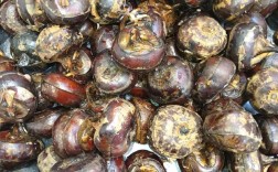 海鲜荸荠同食会相克吗？