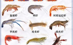 养殖虾怎么做？家常做法有哪些？