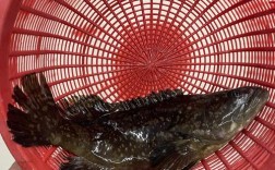 嘎鱼究竟是海鲜还是河鲜？