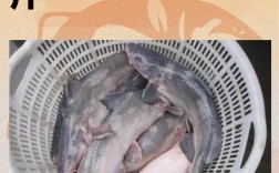 江团鱼算海鲜吗？