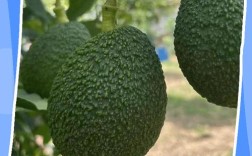 7月宝宝能吃牛油果吗？