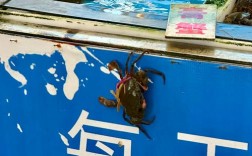 南沙十九涌海鲜市场怎么走？