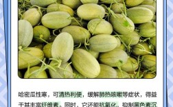 海鲜哈密瓜同食会中毒吗？