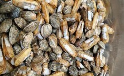 海鲜哈利究竟长啥样？