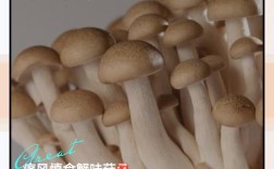 海鲜菇得功效和和做法