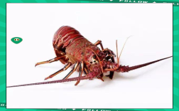 墨西哥 什么海鲜有名