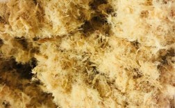 一周岁宝宝能吃肉松吗？