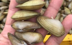 贝壳内海鲜有哪些？