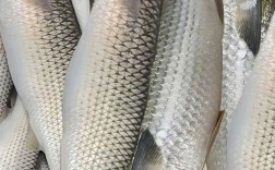 梭子鱼的做法大全家常