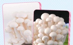 宝宝过敏能吃海鲜菇吗？