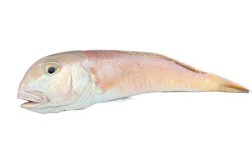 海鲜断马头怎么做好吃？