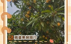 孕妇能吃溏心蛋吗？宝宝树专家解答来了。