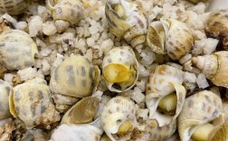 海鲜海螺家常做法有哪些？