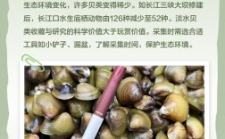 海鲜橡皮蚌的营养功效