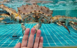 大chen 是什么海鲜