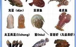 海鲜名称如何快速对应图片识别？