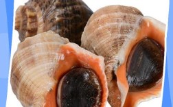 夏天贝壳海鲜怎么储存才保鲜？