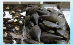 黑色贝壳海鲜有哪些品种？