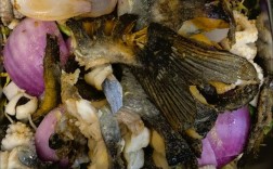 家常炸全鱼怎么做？做法大全看这里！