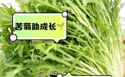 八个月宝宝能吃苦菊吗？
