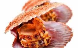 活贝壳类海鲜图片，如何辨别鲜活状态？