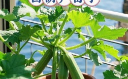 宝宝几个月能吃西葫芦？