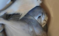 燕鱼家常做法大全家常