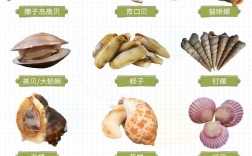 海鲜图片大全及名称有哪些？