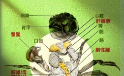 海鲜大闸蟹的腿到底怎么吃才不浪费？