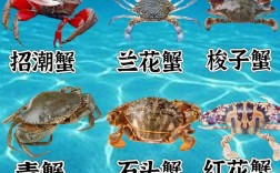 海鲜名称与图片大全，如何快速查找与辨别？