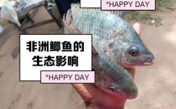 咸水非洲鲫鱼算海鲜吗？