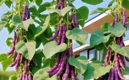 紫豆角家常做法有哪些？