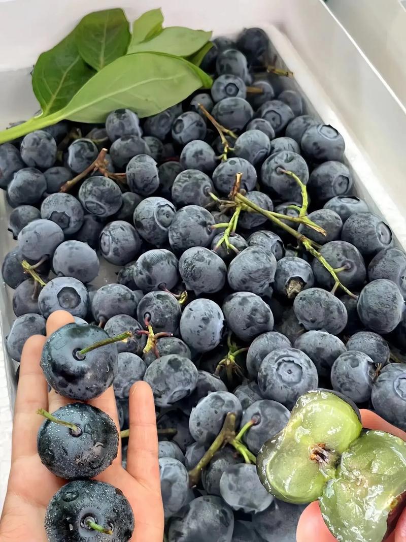 10月宝宝能吃蓝莓吗？怎么吃才安全？-图2