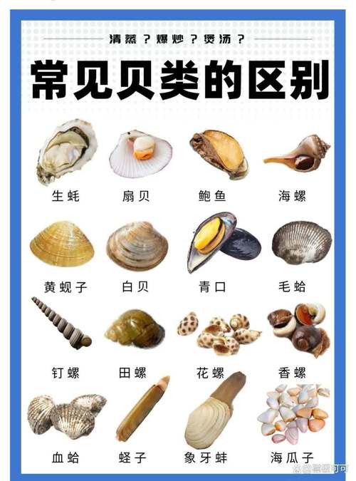 常见海鲜图片及名称大全，有哪些常见海鲜？-图3
