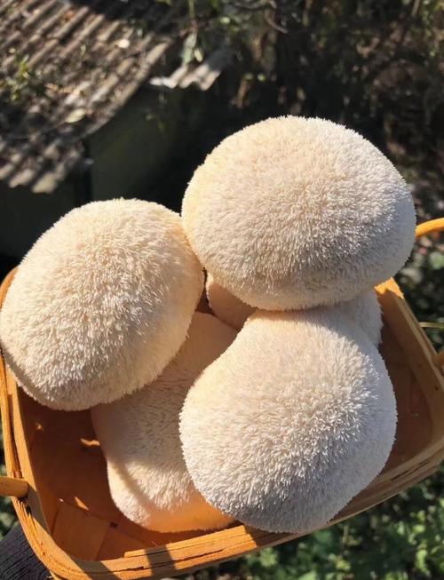 家常猴头菇的做法大全家常-图2