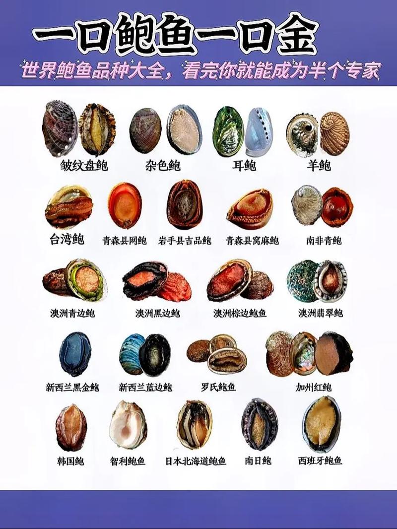 海鲜鲍鱼的图片大全图解-图2