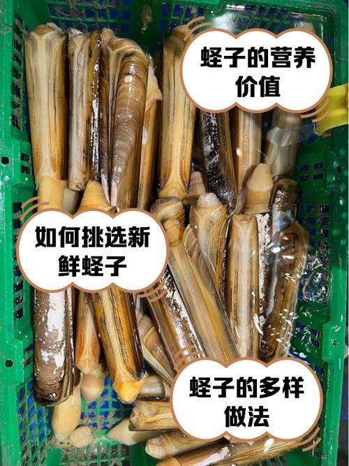 竹蛏子冷藏还是冷冻更保鲜？-图2