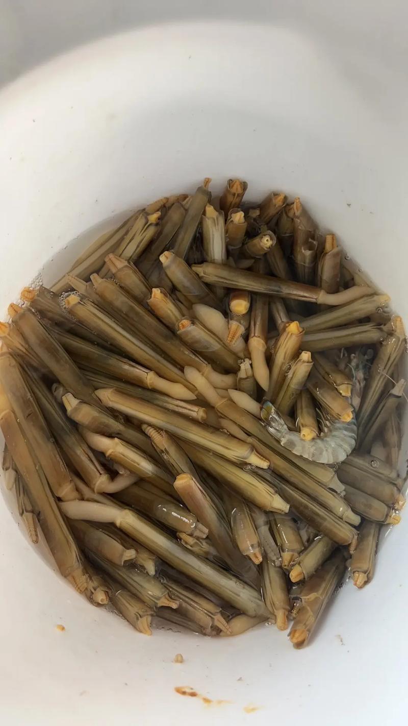 竹蛏子冷藏还是冷冻更保鲜？-图3